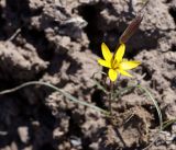 genus Gagea