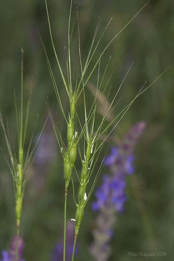 Image of Aegilops triuncialis specimen.