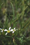 Leptaleum filifolium