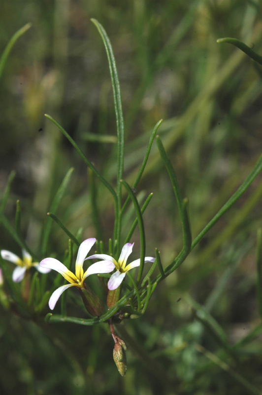 Изображение особи Leptaleum filifolium.