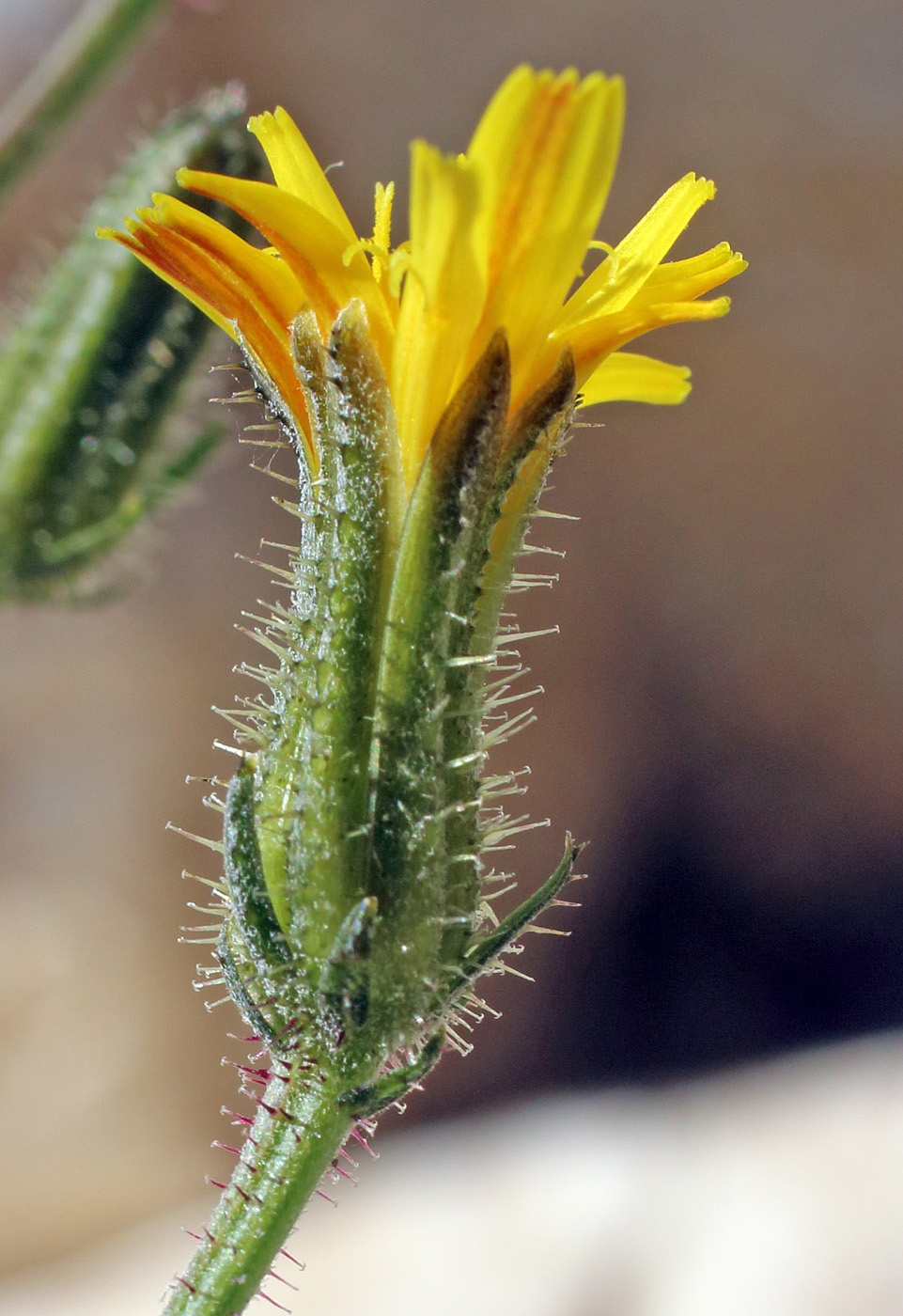 Image of Picris nuristanica specimen.