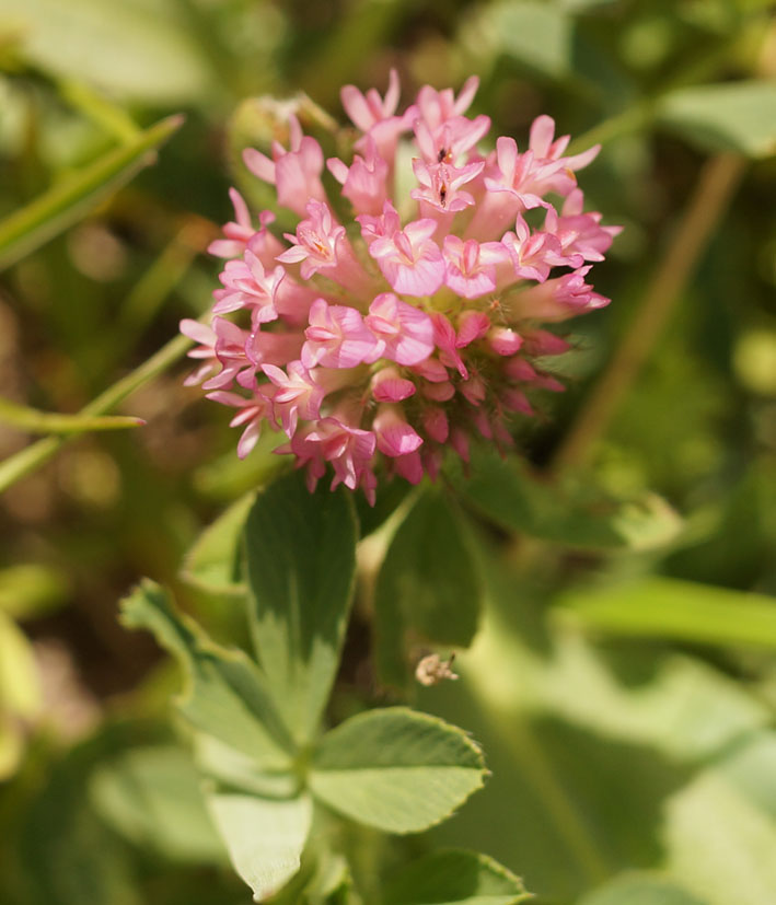 Изображение особи Trifolium fragiferum.