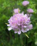 Armeria alliacea