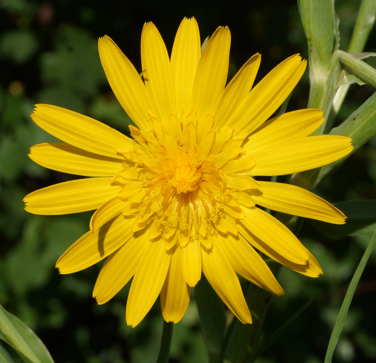 Изображение особи Tragopogon orientalis.