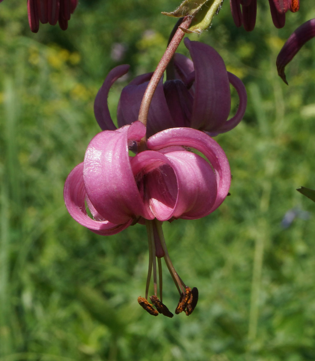 Image of Lilium pilosiusculum specimen.