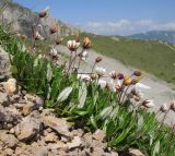 Dryas caucasica. Цветущие растения. Кавказский биосферный заповедник, склон горы Оштен, зона альпийских лугов, ≈ 2500 м н.у.м., каменистая осыпь. 18.07.2015.