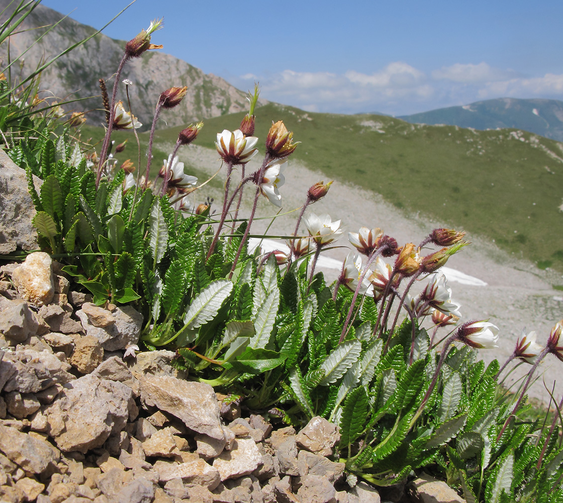 Изображение особи Dryas caucasica.