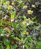 Bupleurum triradiatum