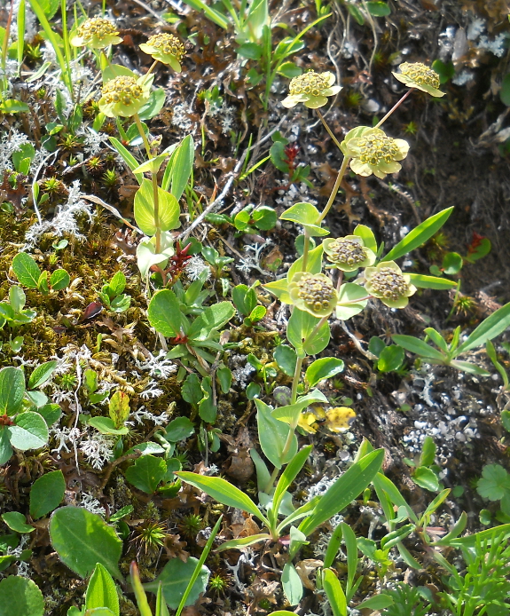 Изображение особи Bupleurum triradiatum.