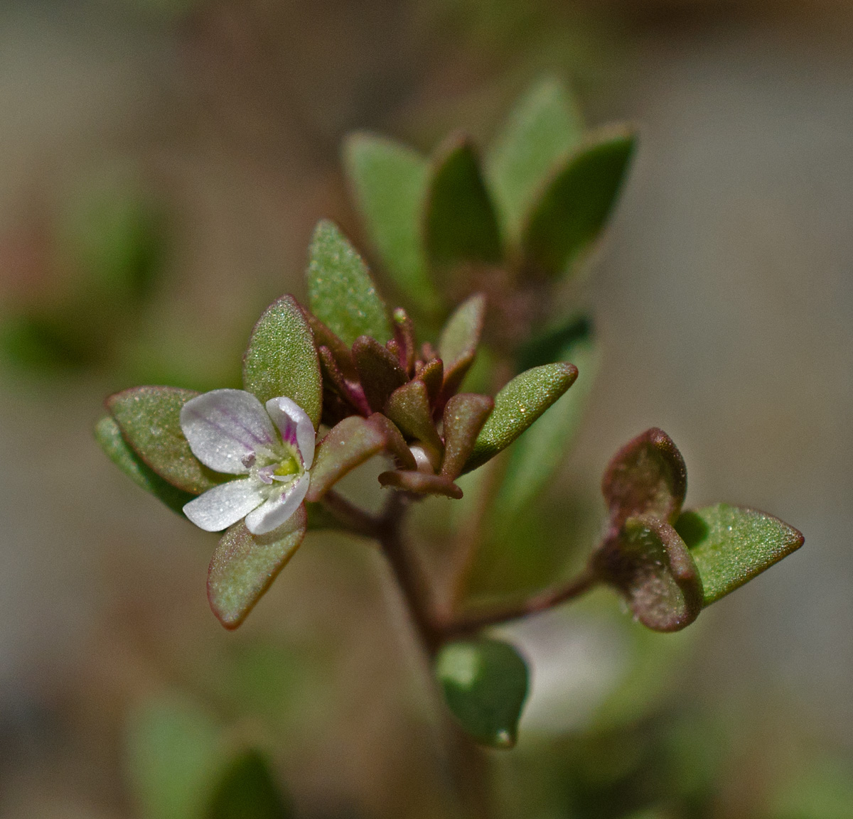 Image of Veronica ferganica specimen.