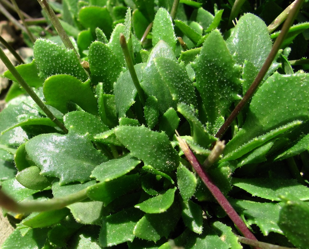 Image of Draba hispida specimen.