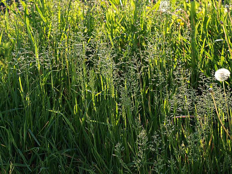 Изображение особи Poa pratensis.