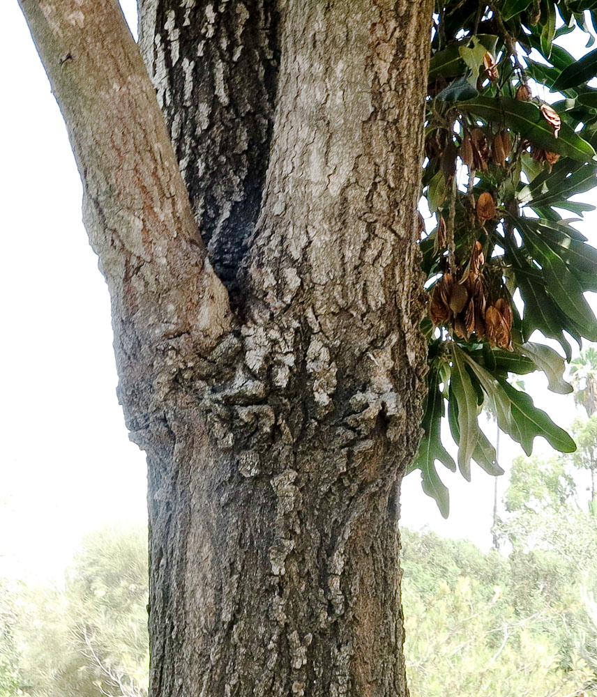 Image of Stenocarpus sinuatus specimen.