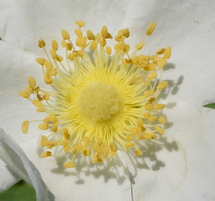 Image of Rosa laxa specimen.