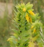 Cerinthe minor