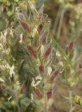 Oxytropis pilosa