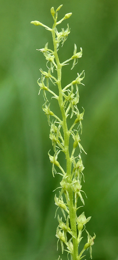 Image of Malaxis monophyllos specimen.
