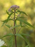 Eupatorium cannabinum