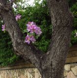 Bauhinia variegata