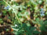 Geranium asiaticum