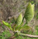 Aristolochia manshuriensis