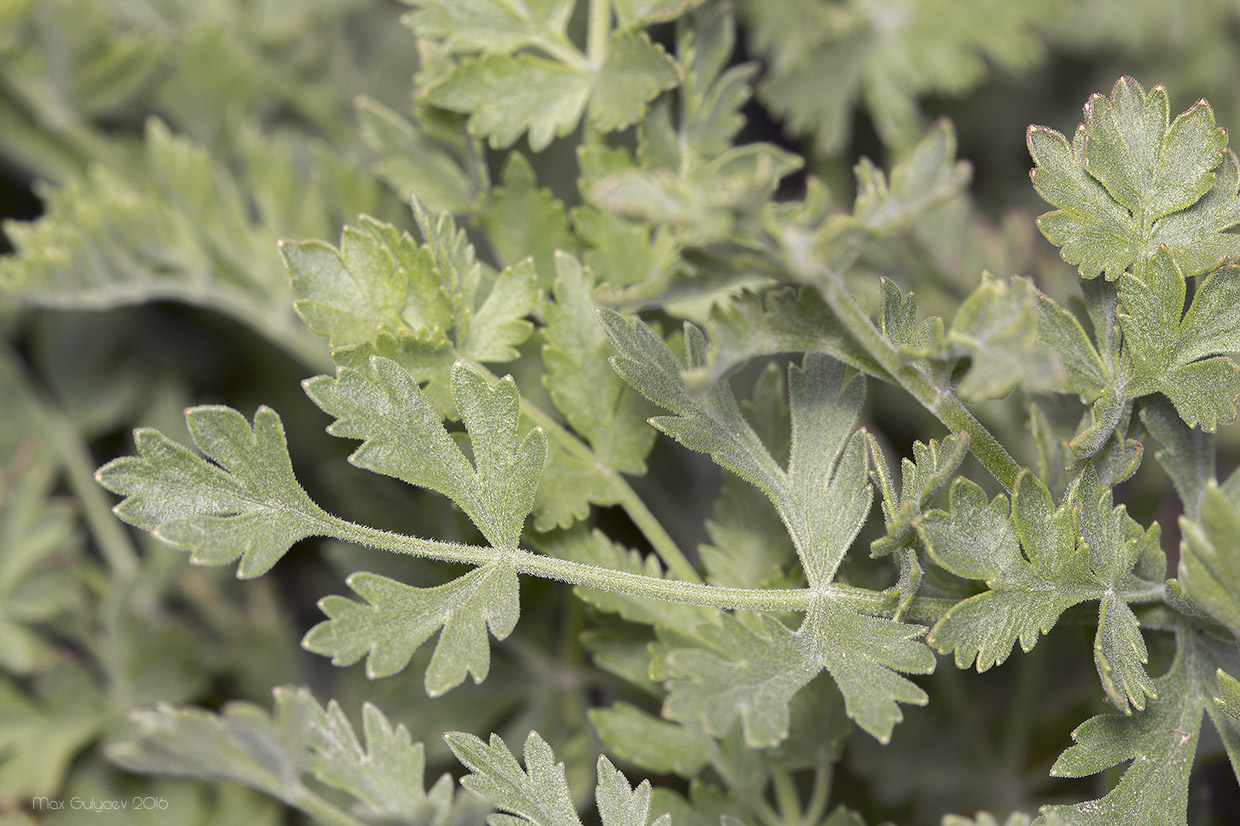 Image of Pimpinella tragium specimen.