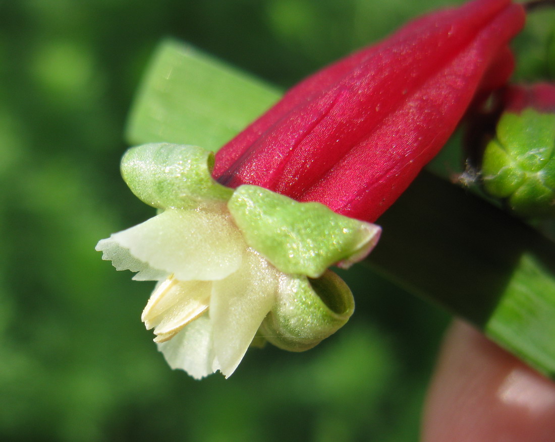 Изображение особи Dichelostemma ida-maia.