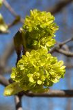 Acer platanoides