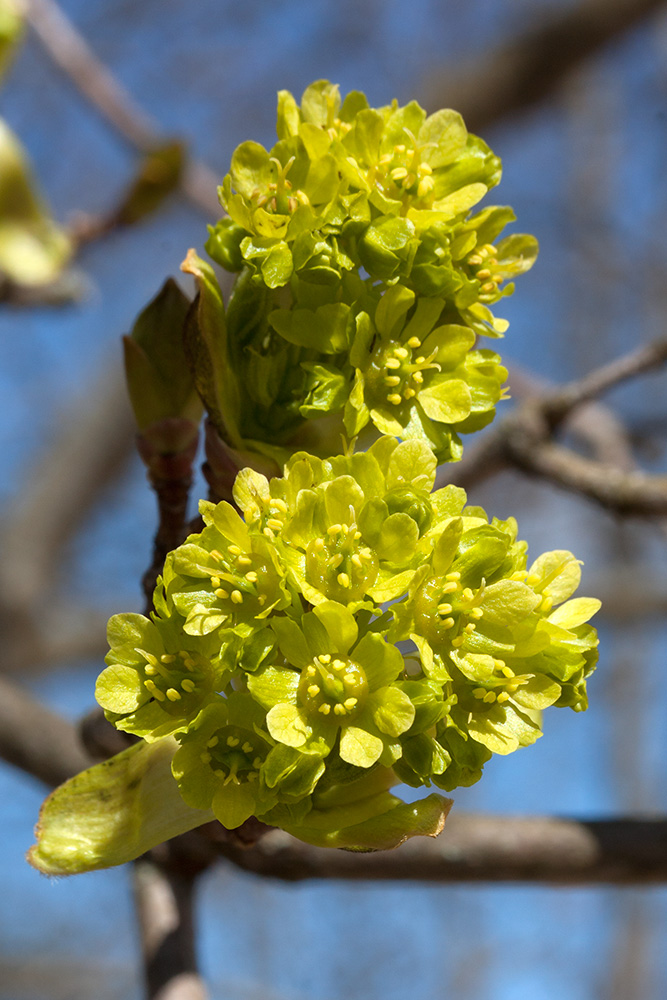 Image of Acer platanoides specimen.