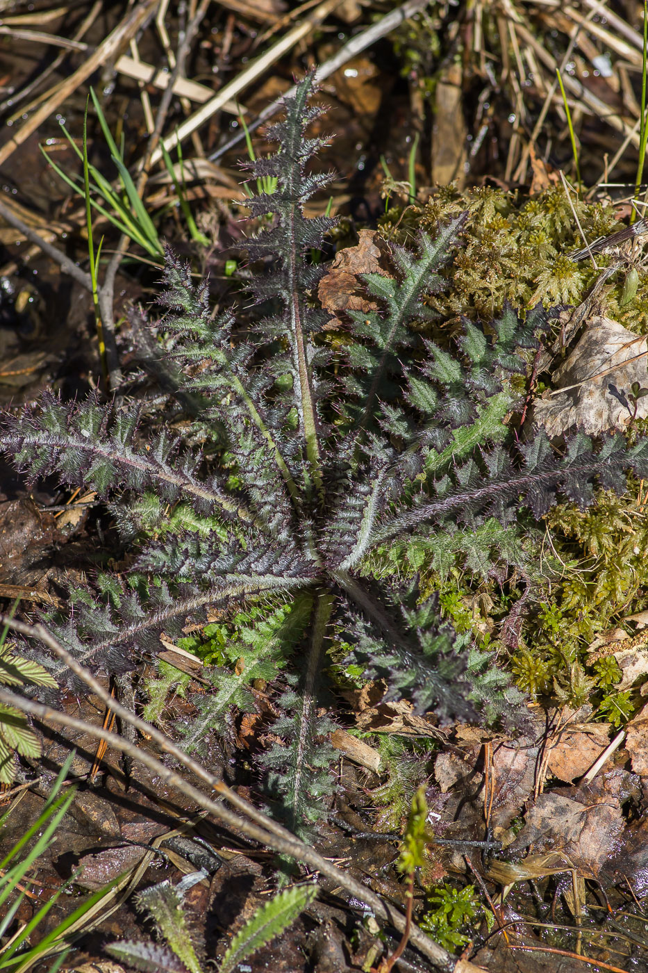 Изображение особи Cirsium palustre.