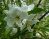 Malus sylvestris