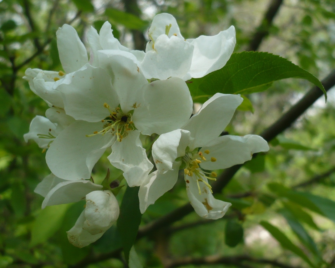 Image of Malus sylvestris specimen.