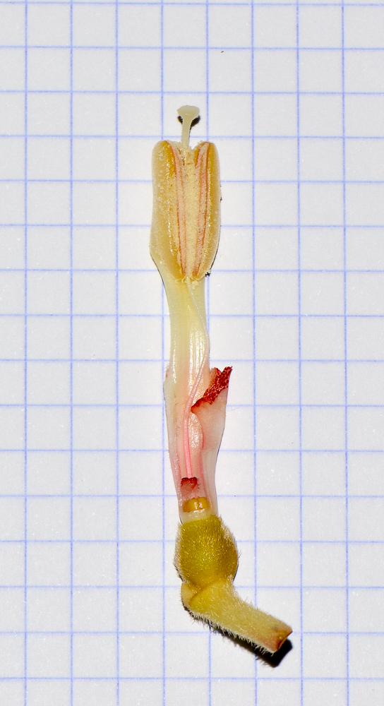 Image of Alpinia zerumbet specimen.
