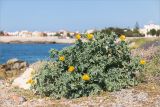 Glaucium flavum