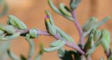 Salsola acutifolia