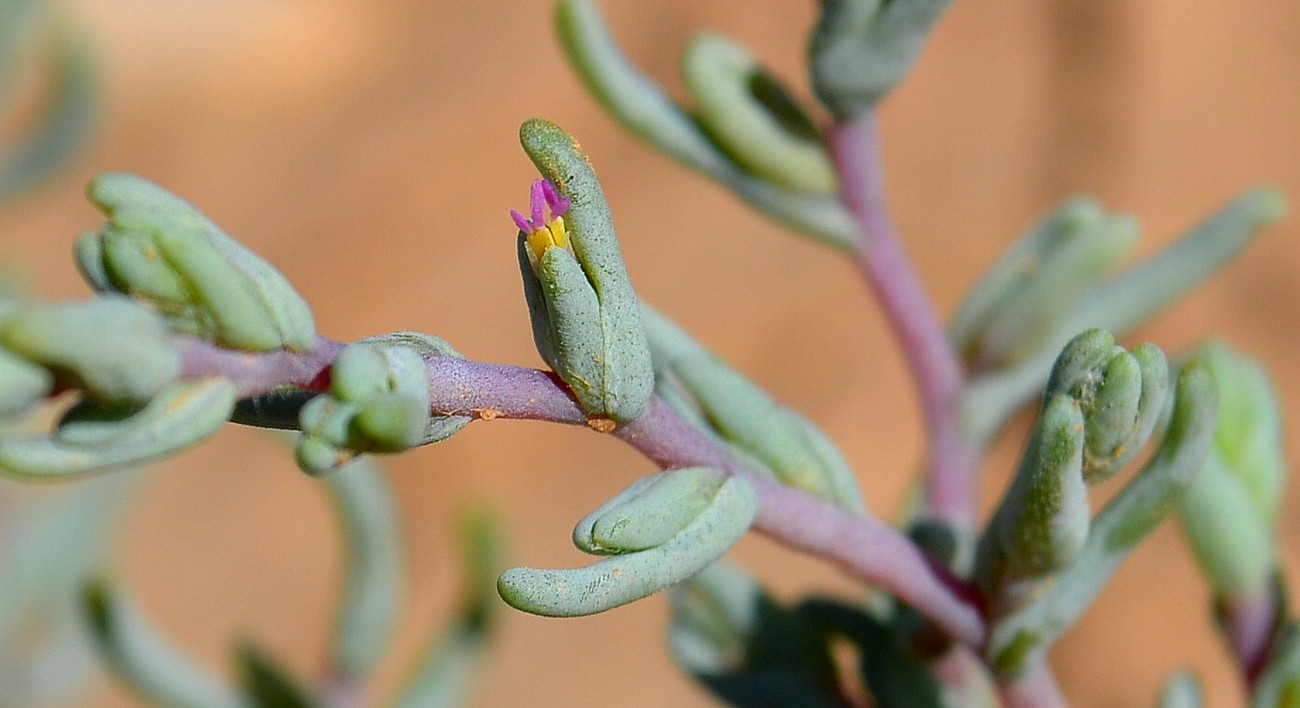Image of Salsola acutifolia specimen.