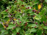 Malus mandshurica