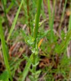 Jasione montana