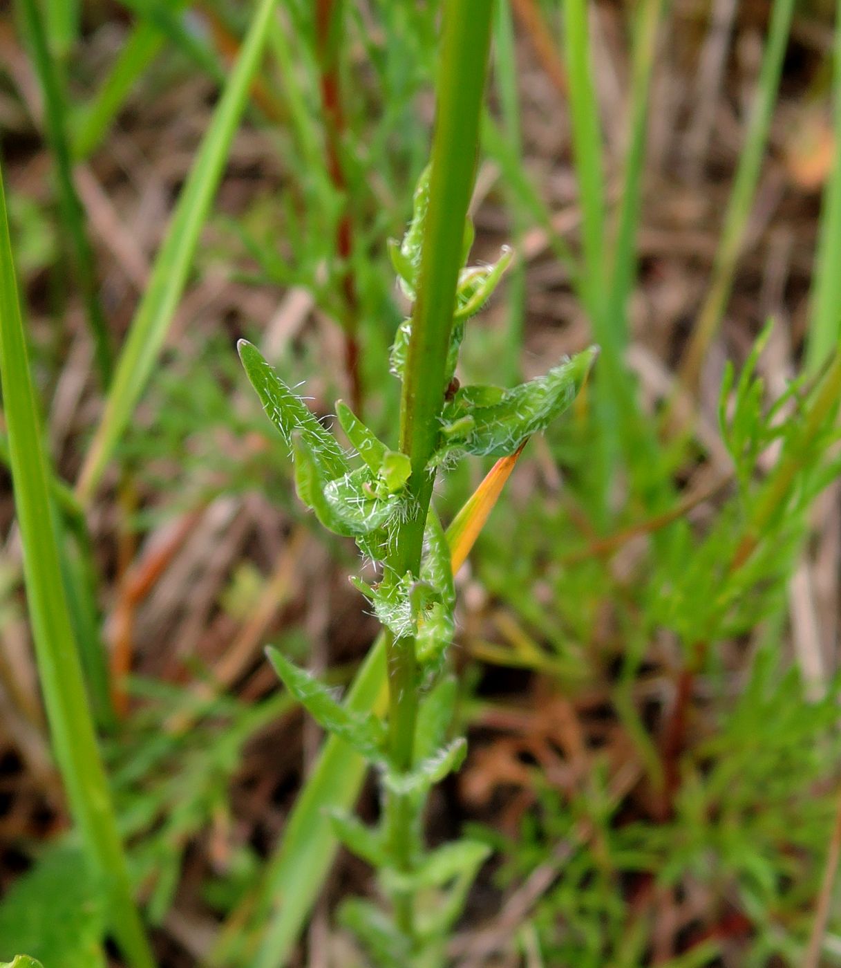 Image of Jasione montana specimen.