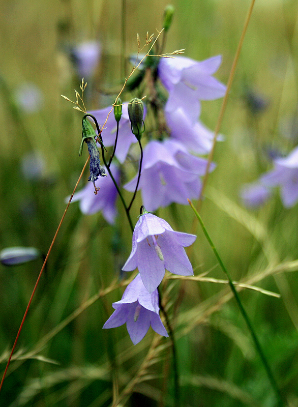 Изображение особи Campanula rotundifolia.