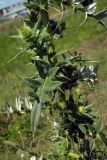 Cirsium ciliatum