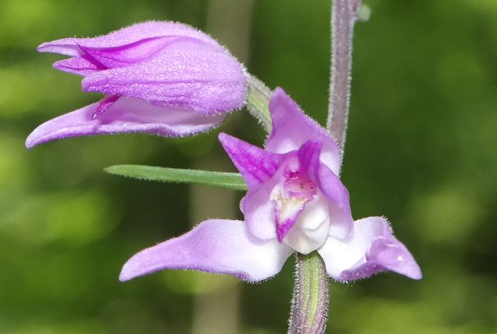 Image of Cephalanthera rubra specimen.