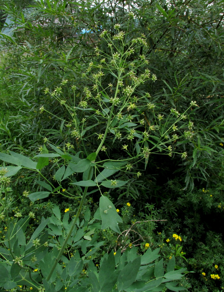 Image of Thalictrum pavlovii specimen.