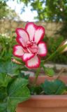 Pelargonium peltatum. Цветок и бутоны. Израиль, г. Бат-Ям. 20.03.2016.