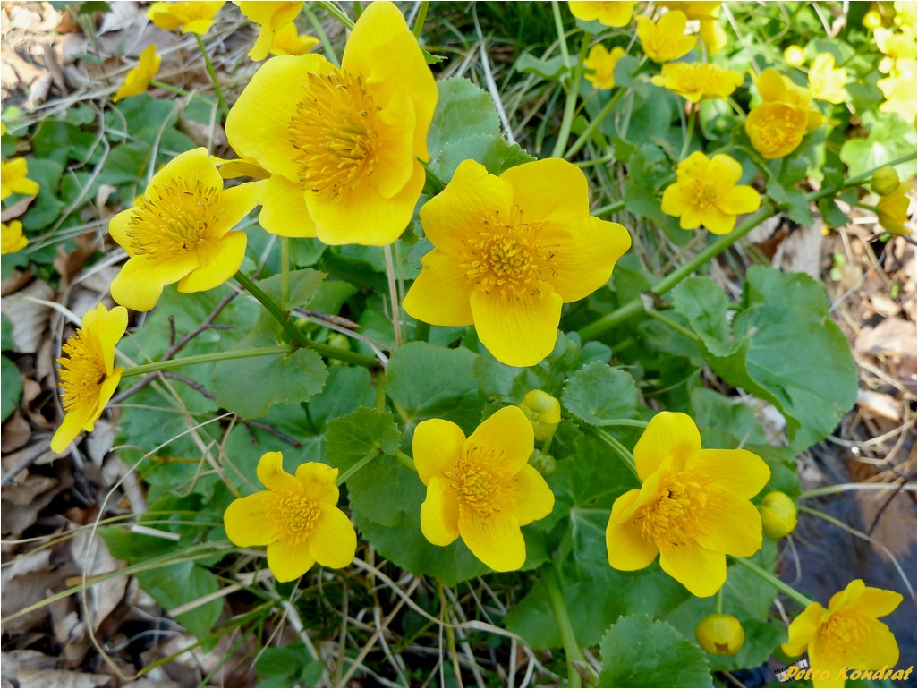 Image of Caltha palustris specimen.