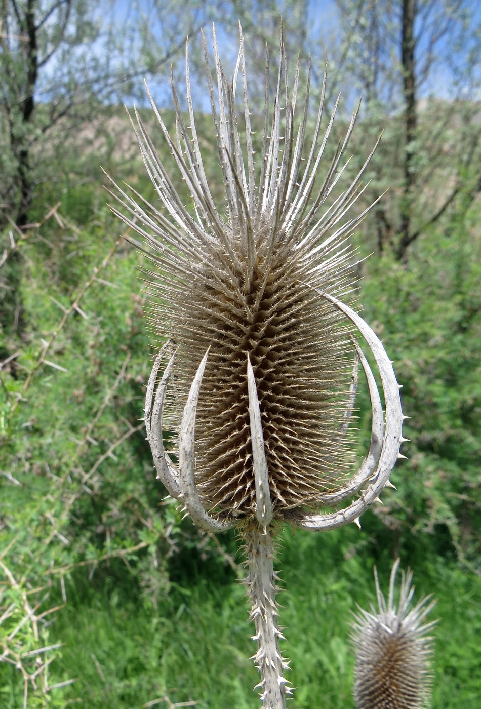 Image of Dipsacus laciniatus specimen.