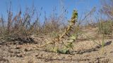 Salsola pontica. Плодоносящее растение. Краснодарский край, м/о Анапа, окр. станицы Благовещенская, Бугазская коса, на дюне. 12.11.2016.