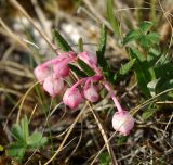 Andromeda polifolia