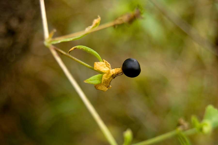 Image of Cucubalus baccifer specimen.