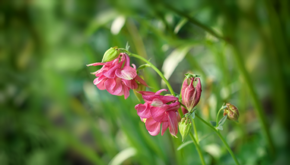 Изображение особи род Aquilegia.